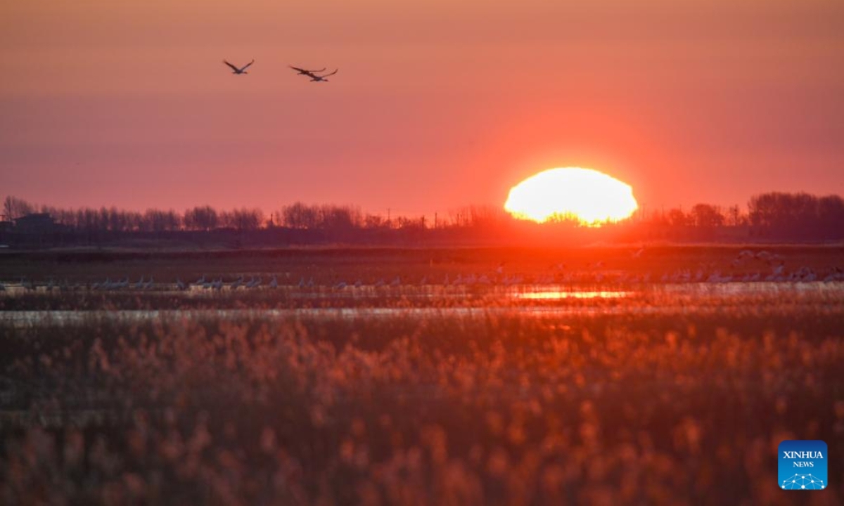 Migrant birds fly over the Momoge National Nature Reserve in Zhenlai County, Baicheng City of northeast China's Jilin Province, Nov 4, 2022. Photo:Xinhua