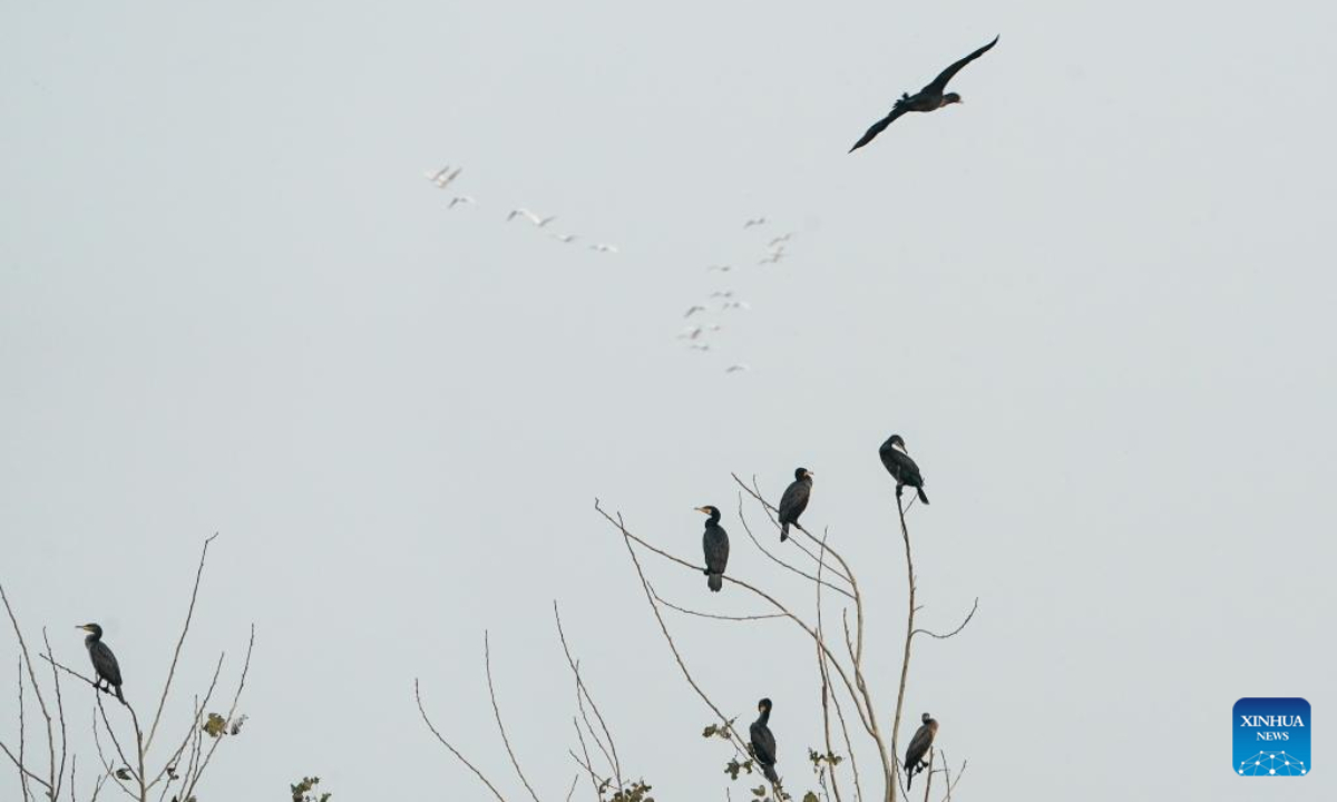 Cormorants are seen at the Jiangsu Yancheng Wetland and Rare Birds National Nature Reserve in Yancheng, east China's Jiangsu Province, Nov 7, 2022. Yancheng City, having a coastline of 582 kilometers and 769,700 hectares of wetlands, is a vital wintering ground for birds. Photo:Xinhua