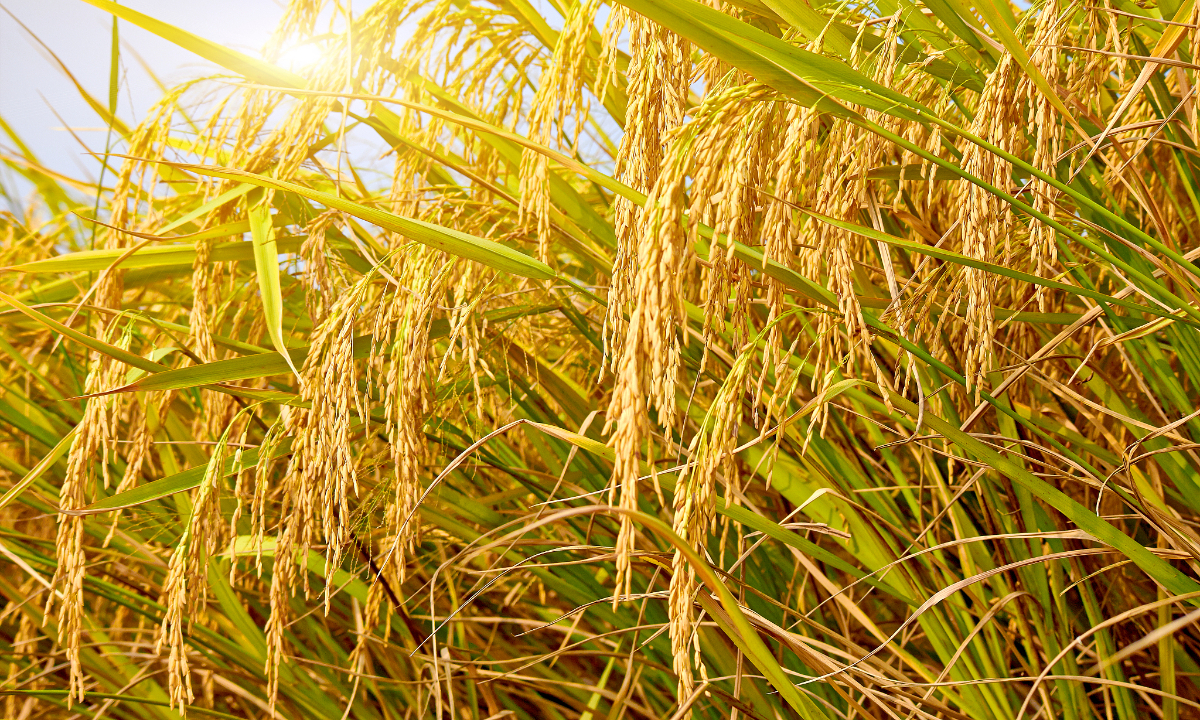 hybrid rice Photo:VCG