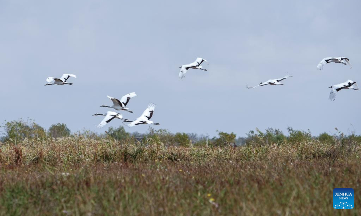 Red-crowned cranes fly at the Jiangsu Yancheng Wetland and Rare Birds National Nature Reserve in Yancheng, east China's Jiangsu Province, Nov 8, 2022. Yancheng City, having a coastline of 582 kilometers and 769,700 hectares of wetlands, is a vital wintering ground for birds. Photo:Xinhua