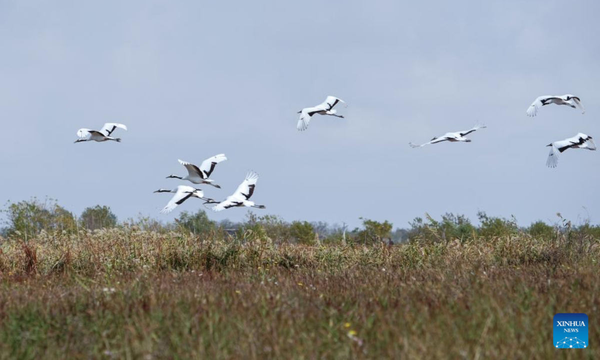 Red-crowned cranes fly at the Jiangsu Yancheng Wetland and Rare Birds National Nature Reserve in Yancheng, east China's Jiangsu Province, Nov 8, 2022. Yancheng City, having a coastline of 582 kilometers and 769,700 hectares of wetlands, is a vital wintering ground for birds. Photo:Xinhua
