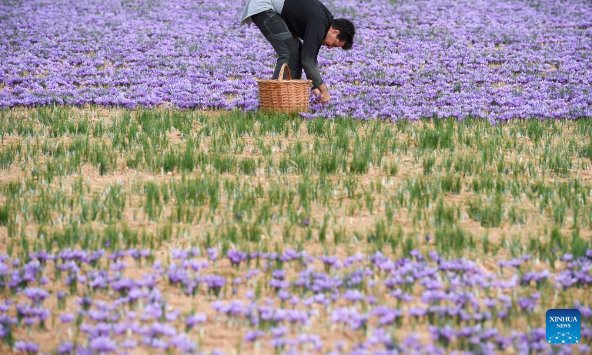 A man harvests saffron in the field in Madridejos, Spain, on Nov 3, 2022. Photo:Xinhua