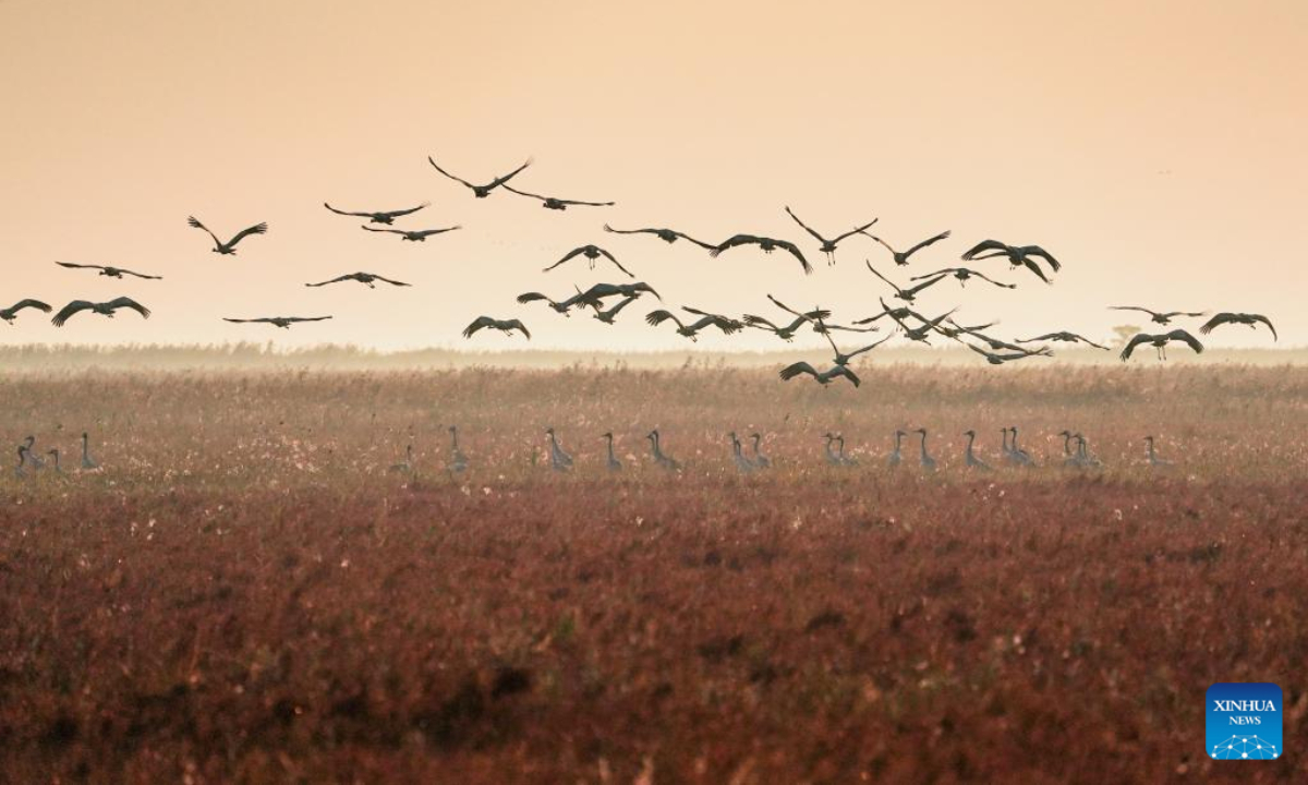 This photo taken on Nov 8, 2022 shows common cranes flying at the Jiangsu Yancheng Wetland and Rare Birds National Nature Reserve in Yancheng, east China's Jiangsu Province. Yancheng City, having a coastline of 582 kilometers and 769,700 hectares of wetlands, is a vital wintering ground for birds. Photo:Xinhua