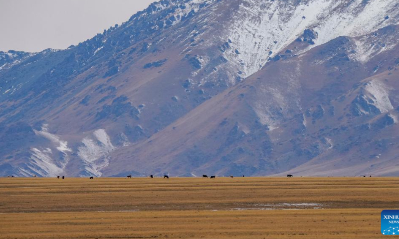 This photo taken on Nov. 4, 2022 shows a view of a winter pasture in the Barlik Mountain area in Yumin County, northwest China's Xinjiang Uygur Autonomous Region. Photo: Xinhua