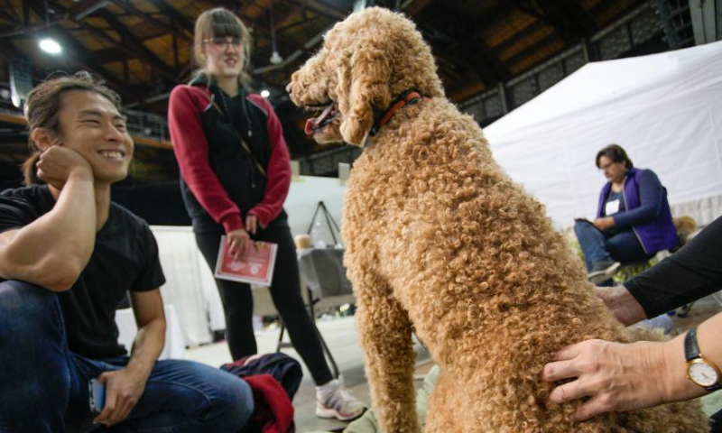 A dog receives a massage therapy during the Pet Lover Show at Pacific Coliseum in Vancouver, British Columbia, Canada, on Nov. 6, 2022. Photo: Xinhua