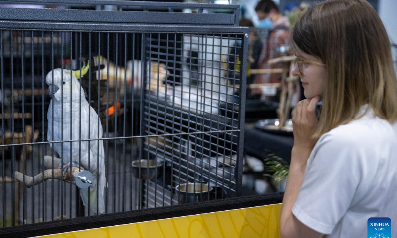 A girl looks at a cockatoo on display at a national pet show in Sydney, Australia, Nov. 5, 2022. Photo: Xinhua