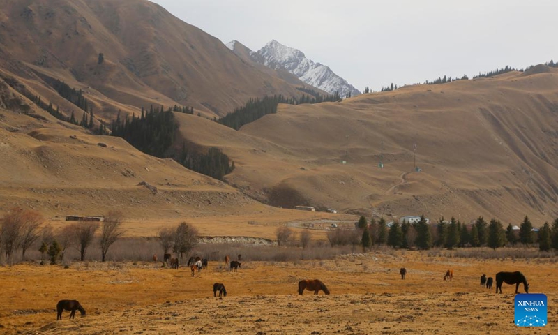 Livestock are seen at Xiata valley in Zhaosu County, northwest China's Xinjiang Uygur Autonomous Region, Oct. 30, 2022.(Photo: Xinhua)