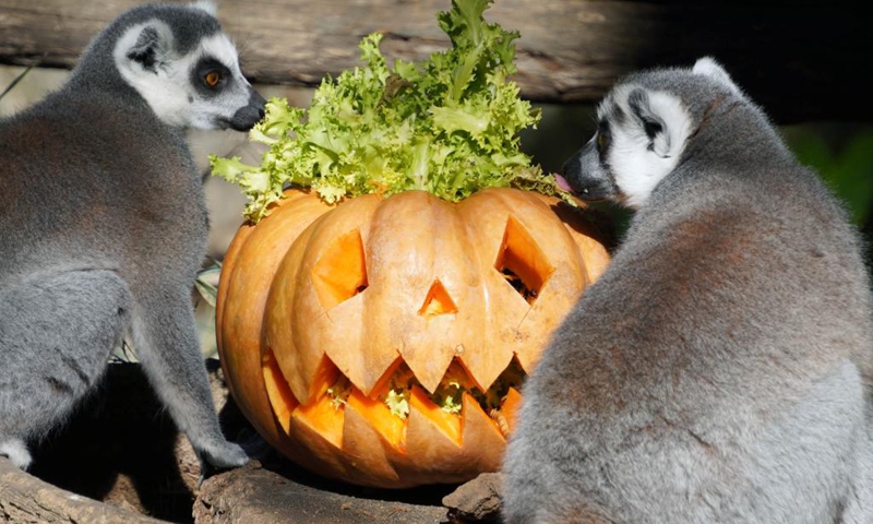 Ring-tailed lemurs look at a pumpkin at the Bioparco zoo in Rome, Italy, Oct. 30, 2022. Bioparco zoo prepared pumpkins for animals to celebrate the Halloween.(Photo: Xinhua)