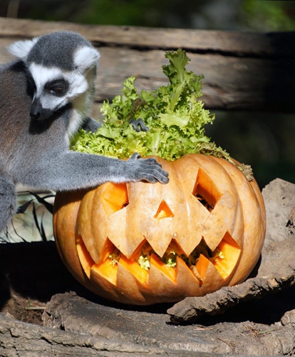 A ring-tailed lemur eats food hidden in a pumpkin at the Bioparco zoo in Rome, Italy, Oct. 30, 2022. Bioparco zoo prepared pumpkins for animals to celebrate the Halloween.(Photo: Xinhua)