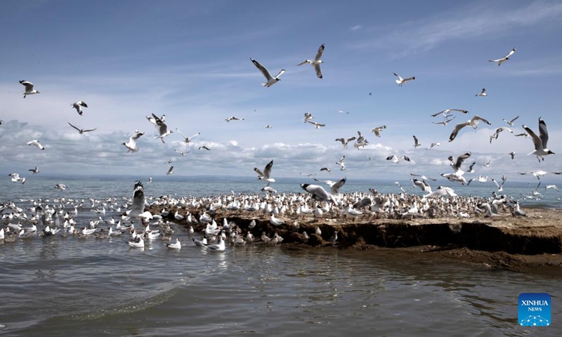 This photo taken on July 1, 2021 shows waterfowls at the Bird Island wetland at Qinghai Lake in northwest China's Qinghai Province. Qinghai Lake, located in northwest China's Qinghai Province, is China's largest inland saltwater lake. It is a major transit point for migratory birds from Central Asia to India and East Asia to Australia. It also serves as an important winter home for waterbirds on the Qinghai-Tibet Plateau.(Photo: Xinhua)