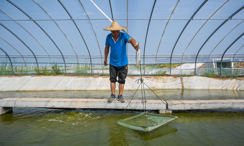 A farmer works at a shrimp pond in north China's Inner Mongolia Autonomous Region, Aug. 25, 2022.(Photo: Xinhua)