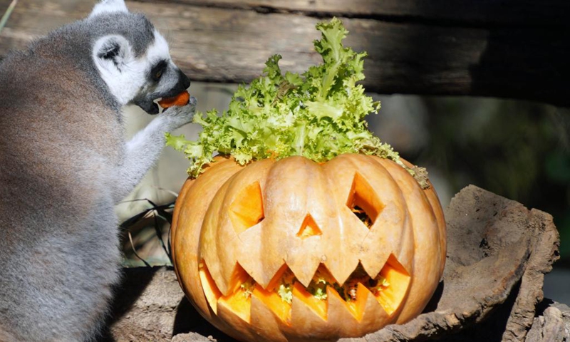 A ring-tailed lemur eats food hidden in a pumpkin at the Bioparco zoo in Rome, Italy, Oct. 30, 2022. Bioparco zoo prepared pumpkins for animals to celebrate the Halloween.(Photo: Xinhua)