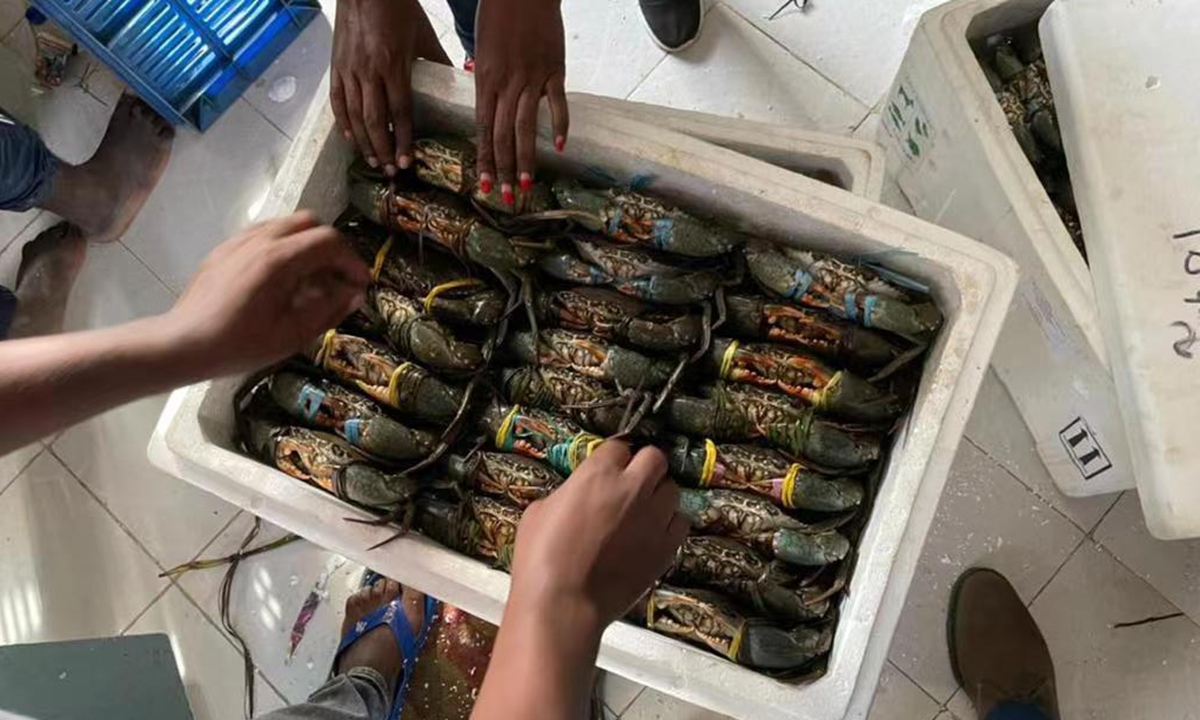 Tanzanian workers pack crabs for export to Shanghai. A shipment of 950kg of green crabs from Tanzania arrives in Shanghai on October 31, 2022, enjoying zero-tariff treatment. Photo: Courtesy of Shanghai Holdfresh Trading Co