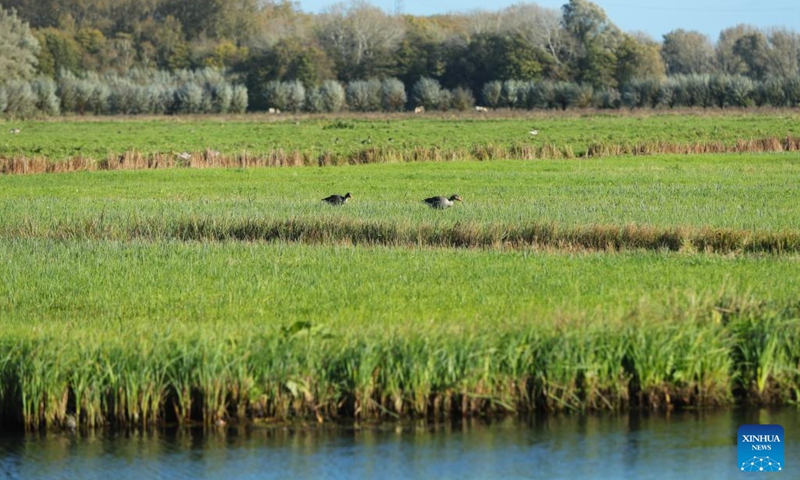 Greylag geese are seen at the Biesbosch National Park in Dordrecht, the Netherlands, Nov. 2, 2022. The Biesbosch National Park is a nature conservation area and one of the largest fresh water tidal zone in Europe.(Photo: Xinhua)