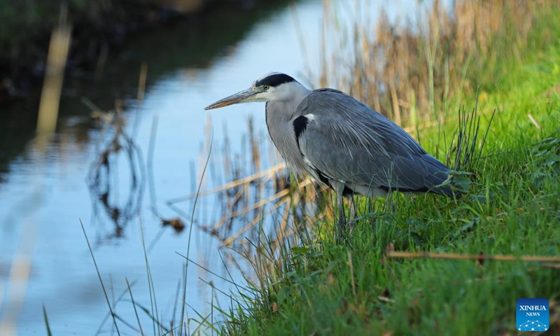 A grey heron is seen at the Biesbosch National Park in Dordrecht, the Netherlands, Nov. 2, 2022. The Biesbosch National Park is a nature conservation area and one of the largest fresh water tidal zone in Europe.(Photo: Xinhua)
