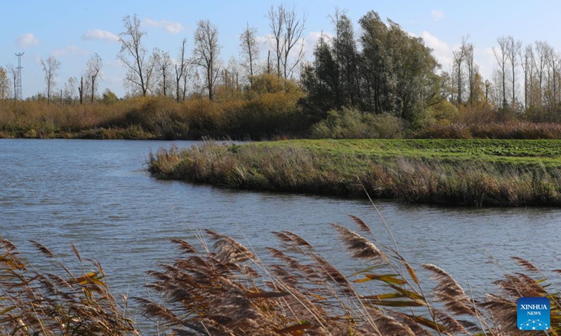 This photo taken on Nov. 2, 2022 shows a scenery of the Biesbosch National Park in Dordrecht, the Netherlands. The Biesbosch National Park is a nature conservation area and one of the largest fresh water tidal zone in Europe.(Photo: Xinhua)