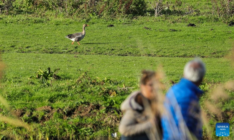 Visitors walk past a greylag goose at the Biesbosch National Park in Dordrecht, the Netherlands, Nov. 2, 2022. The Biesbosch National Park is a nature conservation area and one of the largest fresh water tidal zone in Europe.(Photo: Xinhua)