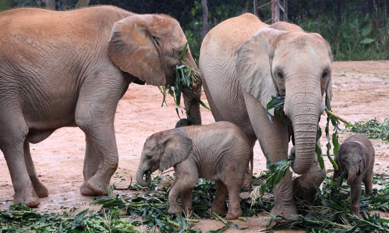 Two African elephant calves eat at the Chimelong National Ex-situ Conservation Base of World Endangered Wild Plants and Animals in Qingyuan, south China's Guangdong Province, Nov. 3, 2022. Five African elephant calves had been born at the base from May to October this year. All of them are now in good health.(Photo: Xinhua)