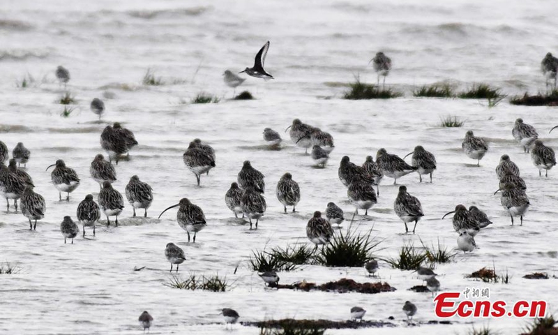 A large flock of curlews forage at the wetland of Jiaozhou Bay in Qingdao, east China's Shandong Province, Nov. 6, 2022. (Photo provided to China News Service)
