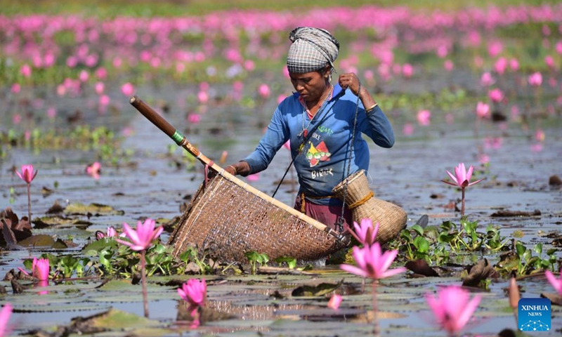 A woman catches fish amid blooming water lily flowers in a lake at a village in Morigaon district of India's northeastern state of Assam, Nov. 6, 2022. (Str/Xinhua)