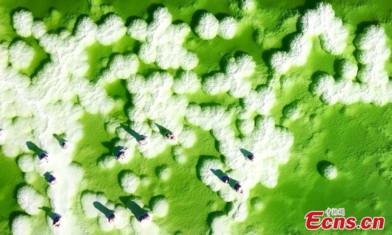 Emerald green water ripples on the crispy white lakebed and the shimmering salt crystals of the shores in Qarhan Salt Lake in Haixi Mongolian and Tibetan Autonomous Prefecture, northwest China's Qinghai Province.(Photo: China News Service/Bao Lei)