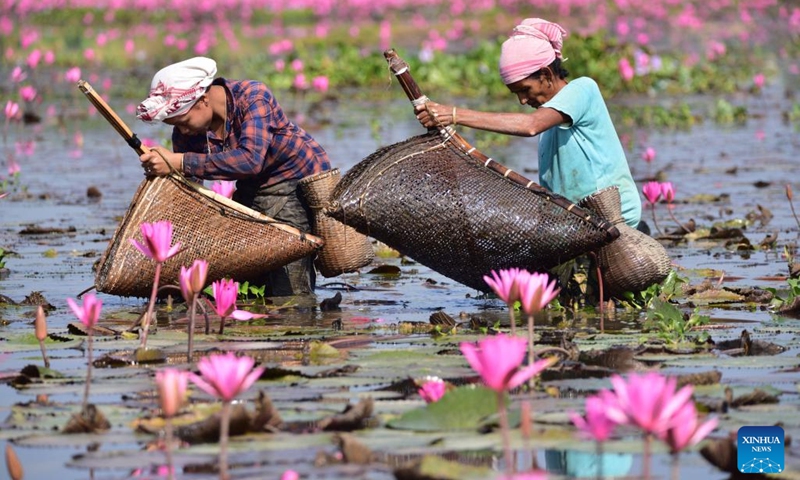 Women catch fish amid blooming water lily flowers in a lake at a village in Morigaon district of India's northeastern state of Assam, Nov. 6, 2022. (Str/Xinhua)