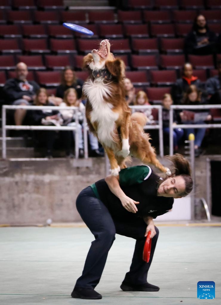 A dog is seen during the Pet Lover Show at Pacific Coliseum in Vancouver, British Columbia, Canada, on Nov. 6, 2022. Photo: Xinhua