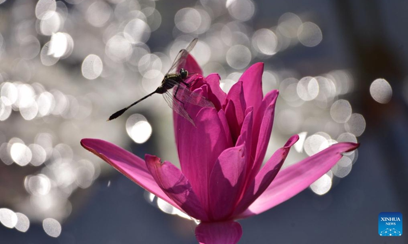 A dragonfly rests on a water lily flower in a lake at a village in Morigaon district of India's northeastern state of Assam, Nov. 6, 2022. (Str/Xinhua)