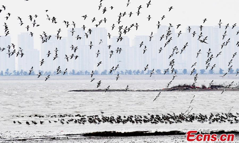 A large flock of curlews forage at the wetland of Jiaozhou Bay in Qingdao, east China's Shandong Province, Nov. 6, 2022. (Photo provided to China News Service)
