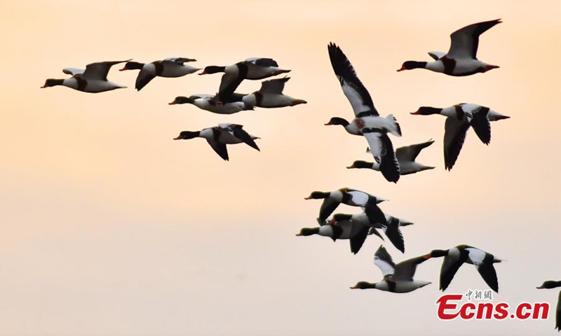 A large flock of shelducks arrive at the wetland of Jiaozhou Bay in Qingdao, east China's Shandong Province, Nov. 6, 2022. (Photo provided to China News Service)
