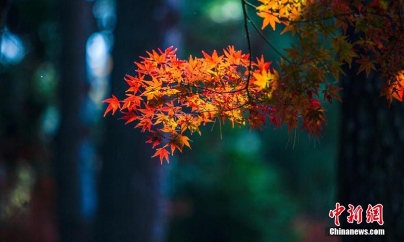 2022年11月6日，中国东部江西省庐山，秋日阳光下红叶枫树让游客眼花缭乱。（照片：中新社/马刚）