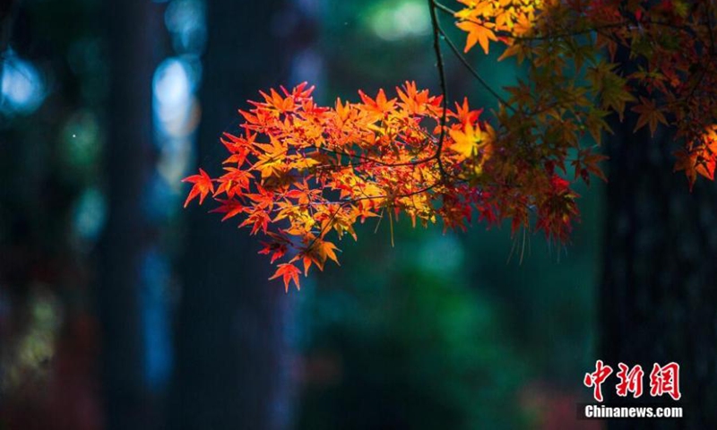 Maple trees with red leaves in autumn sunshine dazzle tourists on Lushan Mountain, east China's Jiangxi Province, Nov. 6, 2022. (Photo: China News Service/Ma Gang)

