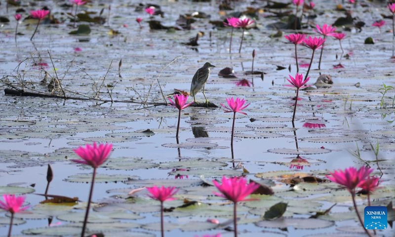 A pond heron forages amid blooming water lily flowers in a lake at a village in Morigaon district of India's northeastern state of Assam, Nov. 6, 2022. (Str/Xinhua)