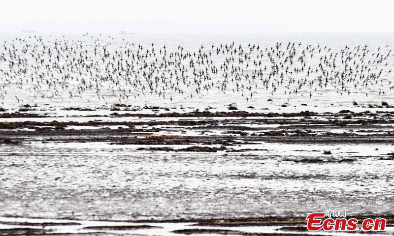 A large flock of dunlins hover over the wetland of Jiaozhou Bay in Qingdao, east China's Shandong Province, Nov. 6, 2022. Jiaozhou Bay is an important stop on the migration route of migratory birds in the Asia-Pacific region. (Photo provided to China News Service)

