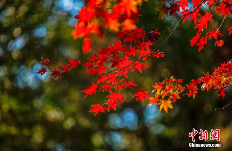 2022年11月6日，中国东部江西省庐山，秋日阳光下红叶枫树让游客眼花缭乱。（照片：中新社/马刚）