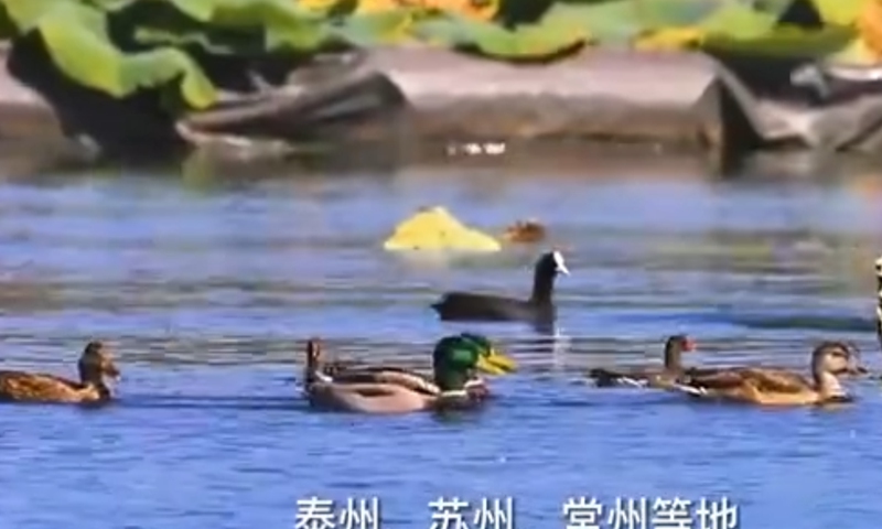 Compared with previous years, winter migratory birds arrived earlier in 2022 in many places of East China's Jiangsu Province. Screenshot of Modern Express