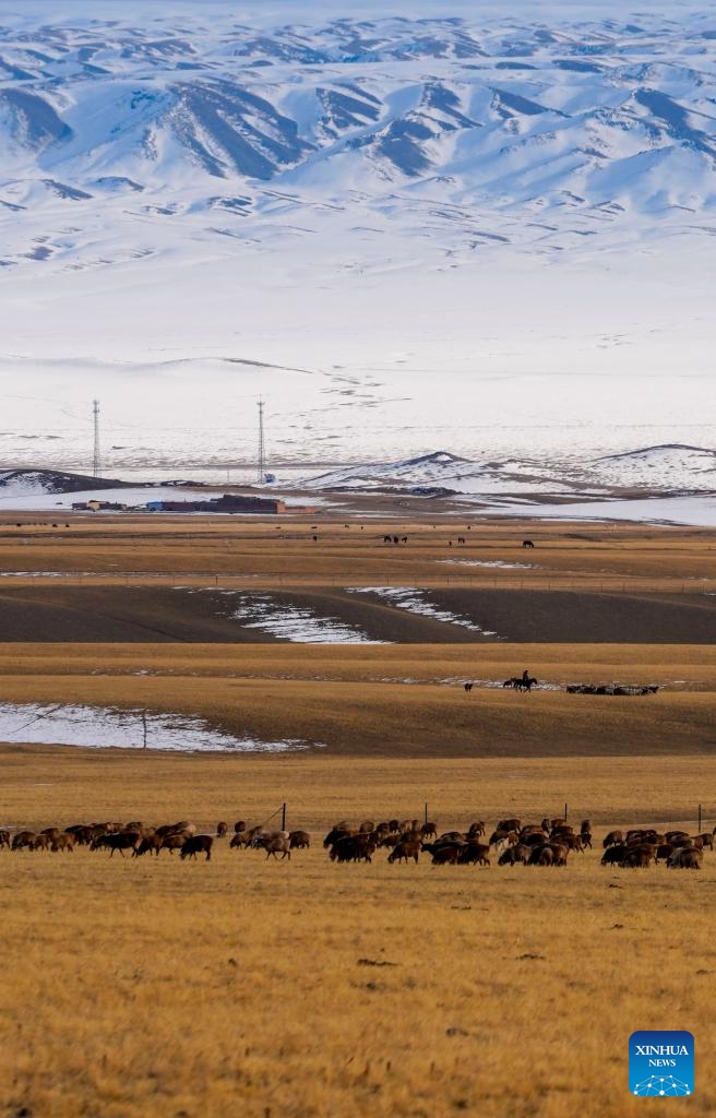 This photo taken on Nov. 4, 2022 shows a view of a winter pasture in the Barlik Mountain area in Yumin County, northwest China's Xinjiang Uygur Autonomous Region. Photo: Xinhua