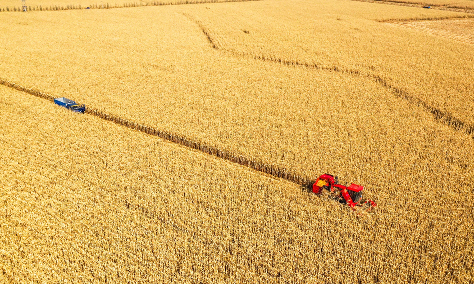 Mechanized corn harvesting in progress in Tongliao on October 13, 2022. Photo: Xinhua