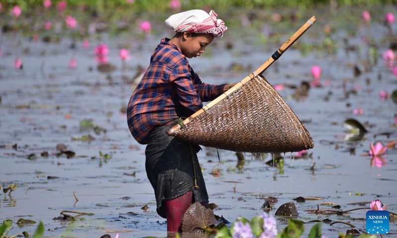 A woman catches fish amid blooming water lily flowers in a lake at a village in Morigaon district of India's northeastern state of Assam, Nov. 6, 2022. (Str/Xinhua)
