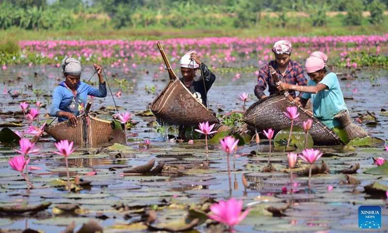 Women catch fish amid blooming water lily flowers in a lake at a village in Morigaon district of India's northeastern state of Assam, Nov. 6, 2022. (Str/Xinhua)