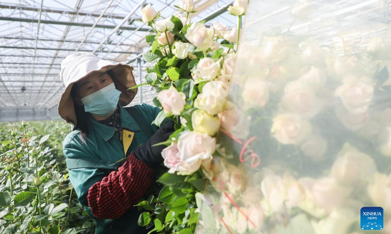 A worker picks flowers at a greenhouse in the floriculture industrial base in Lanzhou New Area in the provincial capital Lanzhou, northwest China's Gansu Province, Nov. 6, 2022. Mass production of fresh cut flowers are provided for the market at home and abroad all-season from the floriculture industrial base in Lanzhou New Area.(Photo: Xinhua)
