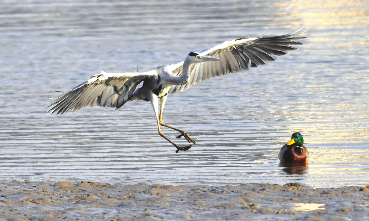 Scenery of wetland in Qingdao, East China's Shandong Province Photo: VCG 