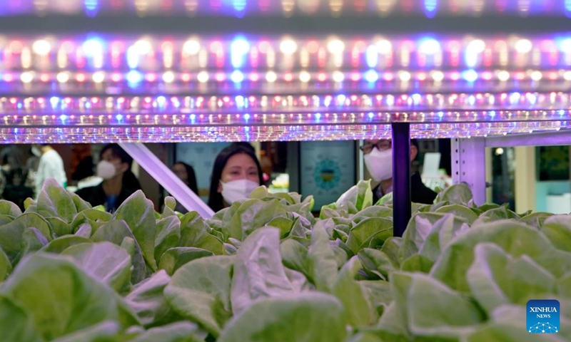 Visitors view vegetables growing on shelves at the food and agricultural products exhibition area of the fifth China International Import Expo (CIIE) in east China's Shanghai, Nov. 7, 2022. A seedling company displays vegetables growing on shelves to demonstrate new technologies of smart agriculture during the fifth CIIE in Shanghai.(Photo: Xinhua)