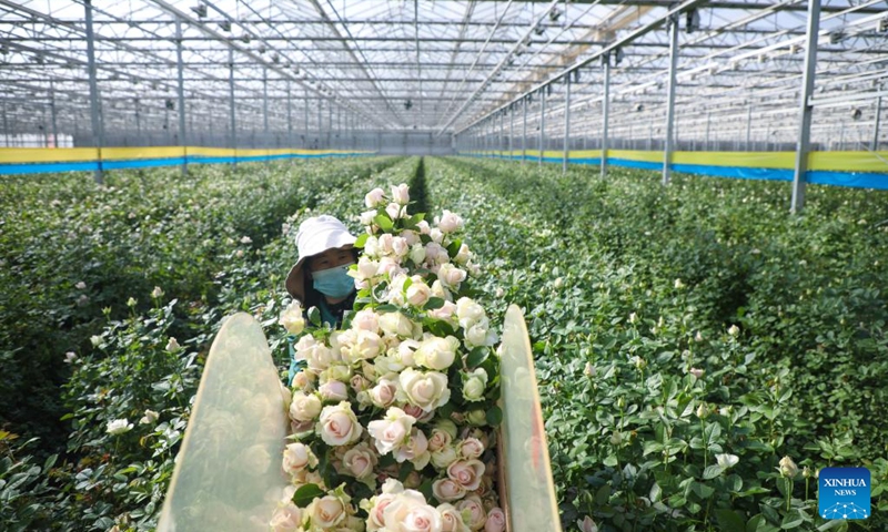 A worker picks flowers at a greenhouse in the floriculture industrial base in Lanzhou New Area in the provincial capital Lanzhou, northwest China's Gansu Province, Nov. 6, 2022. Mass production of fresh cut flowers are provided for the market at home and abroad all-season from the floriculture industrial base in Lanzhou New Area.(Photo: Xinhua)
