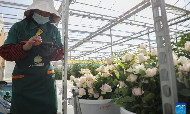 A worker makes digital registration for flowers at a greenhouse in the floriculture industrial base in Lanzhou New Area in the provincial capital Lanzhou, northwest China's Gansu Province, Nov. 6, 2022. Mass production of fresh cut flowers are provided for the market at home and abroad all-season from the floriculture industrial base in Lanzhou New Area.(Photo: Xinhua)