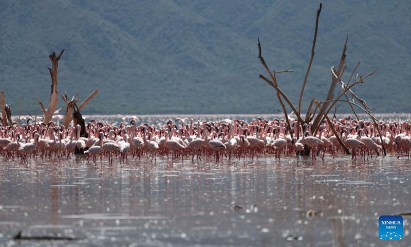 This photo taken on Nov. 6, 2022 shows flamingos at the Lake Bogoria in Baringo, Kenya. Lake Bogoria is located in the middle of the East African Rift Valley in Kenya, about 300 kilometers away from the capital Nairobi. (Photo: Xinhua)