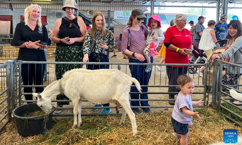 A child runs into a sheepfold during the Canterbury Agricultural Show in Christchurch, New Zealand, Nov. 9, 2022. One of the oldest expos in New Zealand, the Canterbury Agricultural Show, threw its gates open to the public on Wednesday in the New Zealand's Christchurch. (Photo by Walter/Xinhua)