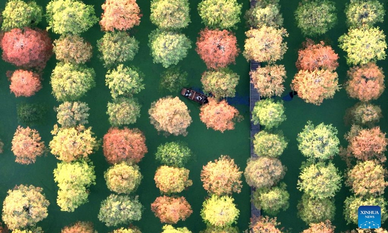 This aerial photo taken on Nov. 9, 2022 shows visitors taking a boat at a metasequoia forest in Luyang Lake wetland park in Yangzhou, east China's Jiangsu Province. (Photo by Meng Delong/Xinhua)