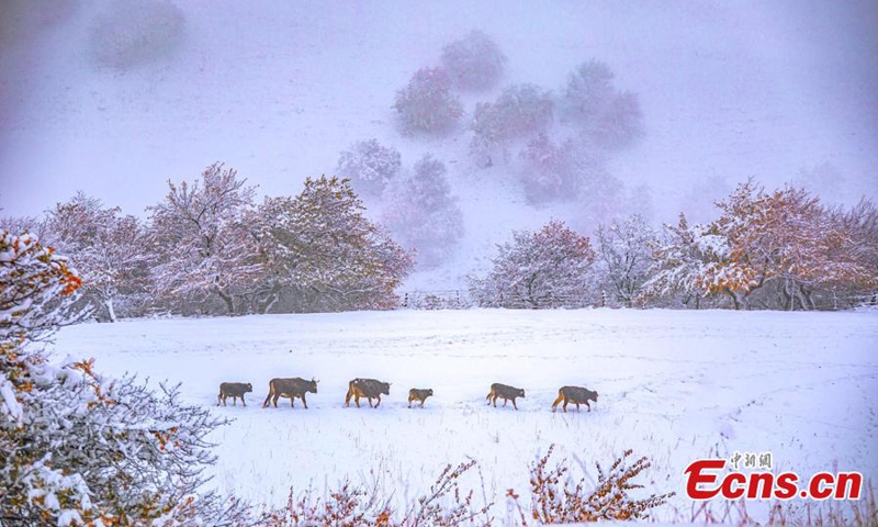 2022年11月9日，新疆维吾尔自治区伊犁哈萨克自治州那拉提杏谷，牛群在雪地里漫步。（图片来源：中新社/杨晓倩）