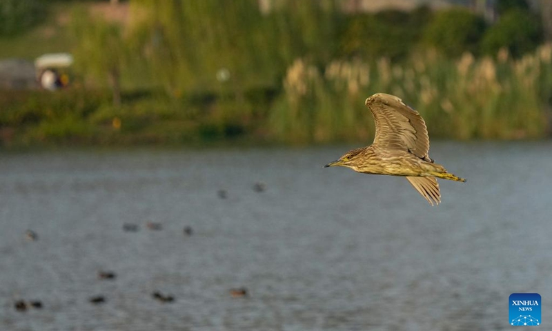 A night heron flies above the Shuanggui Lake national wetland park in Liangping District of southwest China's Chongqing, Nov. 7, 2022. Liangping District won the International Wetland City from the Ramsar Convention this year. The district has built a national-level wetland park, Shuanggui Lake national wetland park.(Photo: Xinhua)